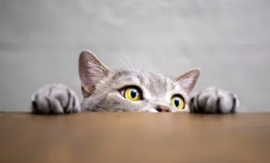 Un chat gris avec les yeux jaunes observe par-dessus le bord d’une surface en bois, seules la tête et les pattes étant visibles.