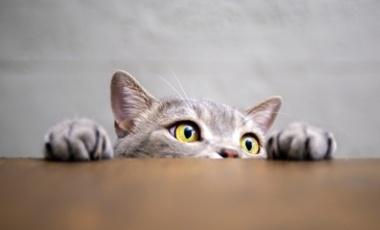 Un chat gris avec les yeux jaunes observe par-dessus le bord d’une surface en bois, seules la tête et les pattes étant visibles.