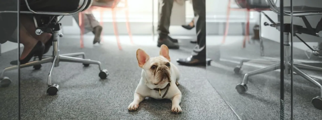  Un chien de petite taille allongé sur le sol d’un bureau, entouré de chaises à roulettes et de personnes debout.
